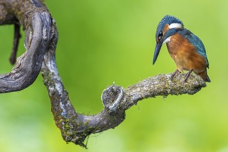 Common Kingfisher (Alcedo atthis) perched on a branch, Saxony-Anhalt, Germany