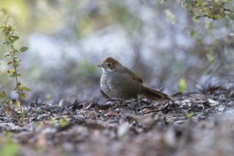 Rufous Bristlebird (Dasyornis broadbenti) perched on the ground, Victoria, Australia