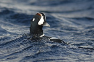 Harlequin Duck (Histrionicus histrionicus) male, Hokkaido, Japan