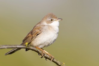 Common Whitethroat (Sylvia communis), Baden-Wuerttemberg, Germany