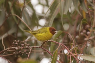 Mangrove Warbler (Setophaga petechia bryanti) male, California, USA