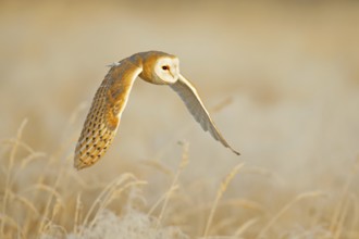 Owl fly with open wings. Barn Owl, Tyto alba, flight above the rime white grass in the morning.