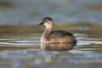 Australasian Grebe (Tachybaptus novaehollandiae), Victoria, Australia