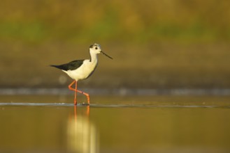 Black-winged Stilt (Himantopus himantopus) male foraging, North Rhine-Westphalia, Germany