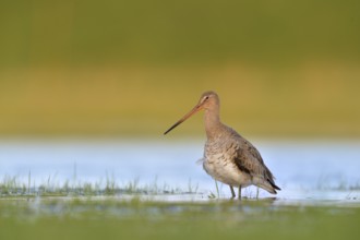 Black-tailed Godwit (Limosa limosa) foraging, Netherlands