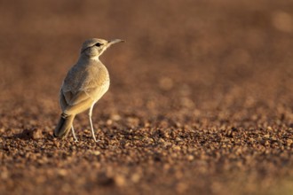 Greater Hoopoe-Lark (Alaemon alaudipes) perched on the ground, Rgabi, Morocco