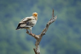 Egyptian vulture, Neophron percnopterus, big bird of prey sitting on branch, green mountain, nature