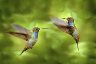 Hummingbird in flight, green forest nature habitat, White-tailed Hillstar, Urochroa bougueri,