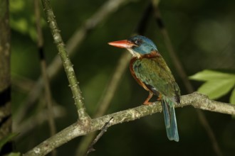 Green-backed Kingfisher (Actenoides monachus) male perched on a branch, Sulawesi Utara, Indonesia