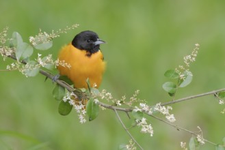 Baltimore Oriole (Icterus galbula) male, Texas, USA