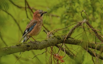 Eichelhäher (Garrulus glandarius) beim Nestbau im Regen