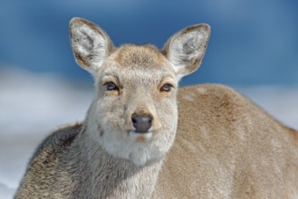 Hokkaido sika deer, detail portrait, in snow meadow, winter mountains and forest in the background.