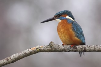 Common Kingfisher (Alcedo atthis) male, Lower Saxony, Germany