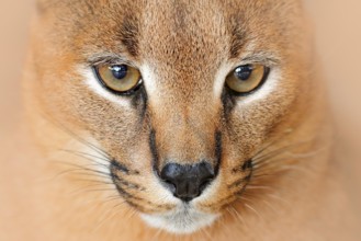 Caracal, African lynx, in green grass vegetation. Beautiful wild cat in nature habitat, Botswana,