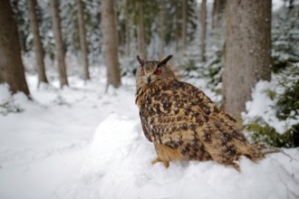 Big owl in the winter forest with snow. Eurasian Eagle Owl with snowy stump, Czech republic.