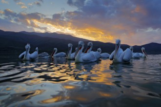 Dalmatian pelican, Pelecanus crispus, in Lake Kerkini, Greece. Flock of birds on water surface.