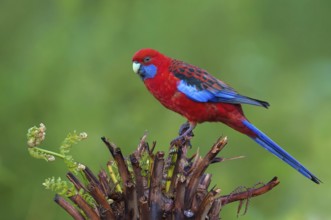 Crimson Rosella (Platycercus elegans), Victoria, Australia