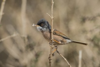 Spectacled Warbler (Sylvia conspicillata) male, Fuerteventura, Spain