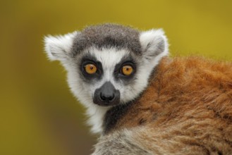 Portrait of Ring-tailed Lemur, Lemur catta, with yellow clear background