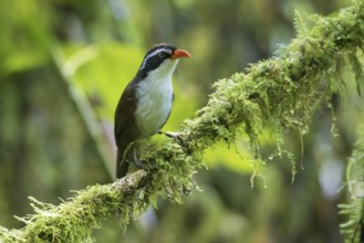 Coral-billed Scimitar Babbler (Pomatorhinus ferruginosus) perched on a branch, Ngoc Linh, Vietnam
