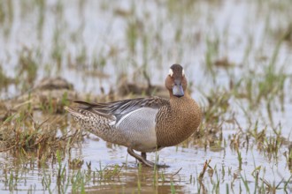 Garganey (Spatula querquedula) male, Mallorca, Spain