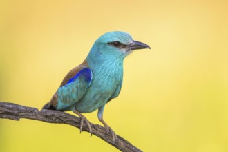 European Roller (Coracias garrulus) perched on a branch, Subotica, Serbia