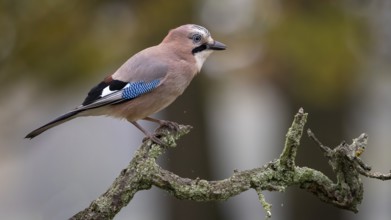Eurasian Jay (Garrulus glandarius) perched on a branch, Saxony-Anhalt, Germany