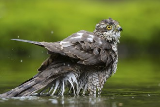 Eurasian Sparrowhawk (Accipiter nisus) bathing in a waterhole, Netherlands