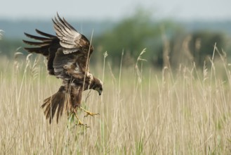 Western Marsh Harrier (Circus aeruginosus) female flying, Schleswig-Holstein, Germany