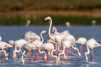 Greater Flamingo (Phoenicopterus roseus), Castile-La Mancha, Spain