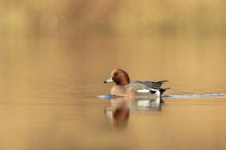 Eurasian Wigeon (Mareca penelope) male, Utrecht, Netherlands