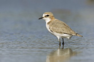Red-capped Plover (Charadrius ruficapillus) female, Victoria, Australia