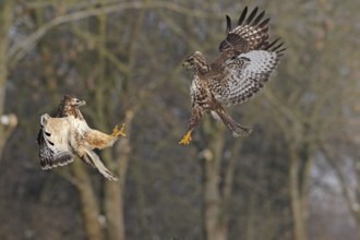Common Buzzard (Buteo buteo) flying, Baden-Wuerttemberg, Germany
