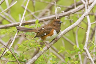 Eastern Towhee Pipilo erythrophthalmus Blue Ridge Parkway, North Carolina, United States 9 May