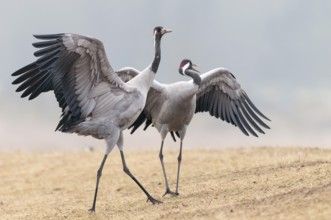 Common Crane (Grus grus), Sweden