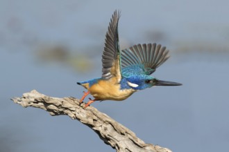 Kobalt Ijsvogel wegvliegen, half-collared kingfisher flying off