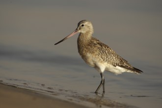 Black-tailed Godwit (Limosa limosa), Banc d'Arguin National Park, Mauritania