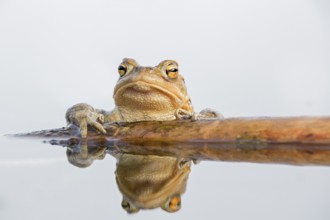 European Toad (Bufo bufo) adult at water surface holding on driftwood, Saxony-Anhalt, Germany