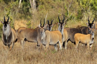 Common Eland (Taurotragus oryx) male and female herd, Masai-Mara, Kenya