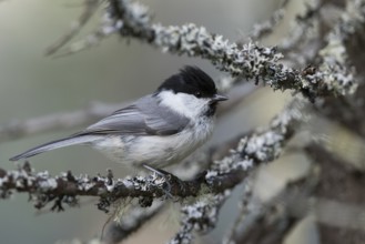 Willow Tit - Weidenmeise - Poecile montanus ssp. uralensis, Russia (Ural)