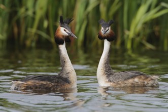 Great Crested Grebe (Podiceps cristatus), Texel, Netherlands