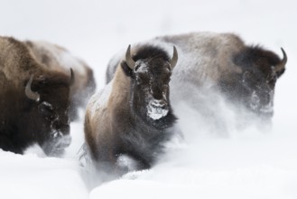 American Bison (Bos bison) tree adult close-up in deep snow, Yellowstone National Park, Wyoming,