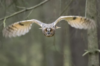 Indian Eagle-Owl (Bubo bengalensis) flying, Bavaria, Germany