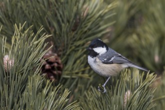 Coal Tit - Tannenmeise - Parus ater ssp. vieirae, Spain, adult