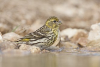 Serin - Girlitz - Serinus serinus: Croatia; Female adult