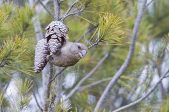 Common Crossbill - Fichtenkreuzschnabel - Loxia curvirostra ssp. polyogyna, Morocoo, adult female