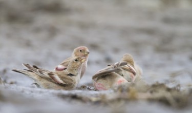 Mongolian Finch - Mongolengimpel - Bucanetes mongolicus, Kazakhstan, adult