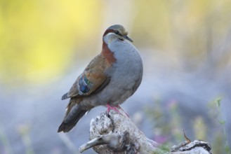 Brush Bronzewing (Phaps elegans) male, Victoria, Australia