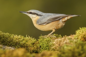 Eurasian Nuthatch (Sitta europaea), over moss, Castilla Leon, Spain