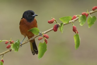 Orchard Oriole (Icterus spurius) male perched on a twig, Texas, USA